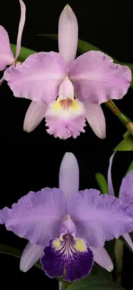 Cattleya lueddemanniana concolor 'Labeluda' x purpurea ' Baby Babe'