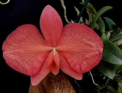 Sophronitis brevipedunculata grande (GM)