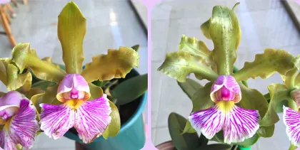 Cattleya schilleriana suave 'Lisa' x schillerian suave 'Pintas'