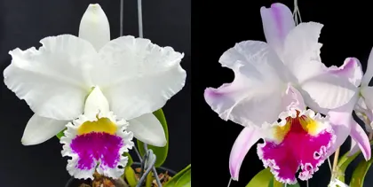 Cattleya labiata semi-alba 'DM05' x labiata semi-alba pincelada 'Celio'