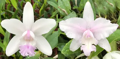 Cattleya intermedia suave '#2' x intermedia suave 'Carlos Gomes'
