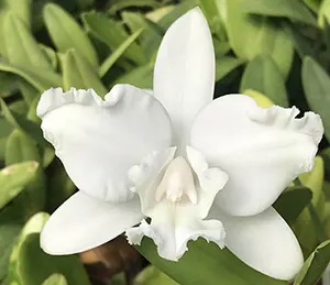 Cattleya intermedia aquinii alba 'Otto' x self
