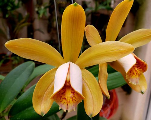 Cattleya forbesii 'Larissa' x self