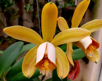 Cattleya forbesii 'Larissa' x self