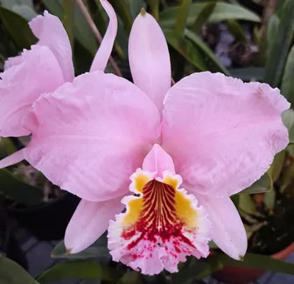 Cattleya lueddemanniana vinicolor x self (SC)