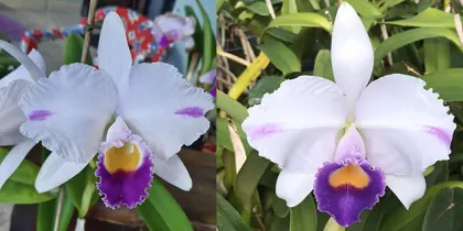 Cattleya trianae coerulea pincelada 'Finho' x trianae flamea coerulea 'DM'
