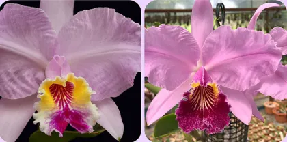 Cattleya lueddemanniana 'Agua Marinha' x lueddemanniana vinicolor 'Bomba'