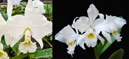 Cattleya labiata alba XXX x  labiata alba ('Jassira' х 'Pernambuco')