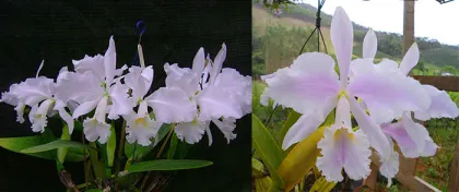 Cattleya warneri suavissima 'Ricardo Bells' x warneri amesiana 'Mem Pedro Schaffel'