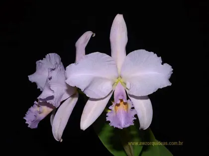 Cattleya warneri coerulescens  'Luar Azul' x self