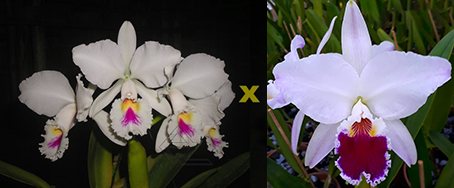 Cattleya labiata semi-alba 'Marina' x 'Caliman'