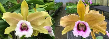 Laelia tenebrosa 'Linhares' x tenebrosa '4N Gomes'