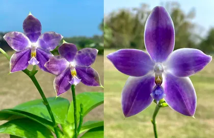 Phalaenopsis (YangYang Blue Flash x YangYang Blue Dance)