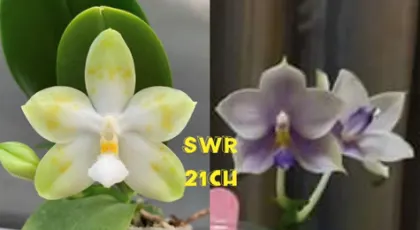 Phalaenopsis Tzu Chiang Tetralitz 'Flava' x SWR GV 'M625'