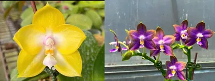 Phalaenopsis Mituo Gelb Eagle 'Oriole' x Mituo Reflex Dragon 'Blue Ring'