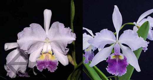 Cattleya Carmen coerulea (lueddemanniana coerulea x warcsewiczii coerulea)