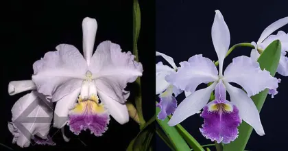Cattleya Carmen coerulea (lueddemanniana coerulea x warcsewiczii coerulea)