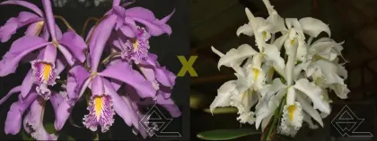 Cattleya maxima (alba 'Kathleen' x 'Francisco') x (alba 'KS' x SELF)