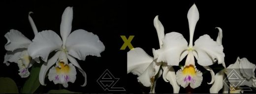 Cattleya warneri (semi-alba venosa 'Lagrima' x 'Ave Maria')