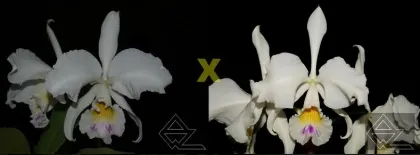 Cattleya warneri (semi-alba venosa 'Lagrima' x 'Ave Maria')