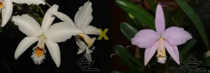 Laelia jongheana (alba 'Linda' x 'Clarinha')