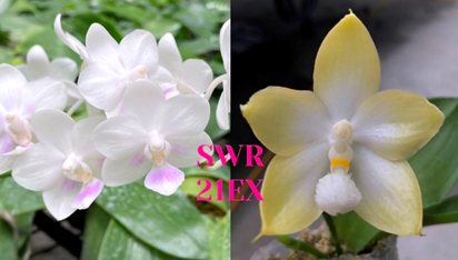 Phalaenopsis SWR Snowflake x Tzu Chiang Tetralitz