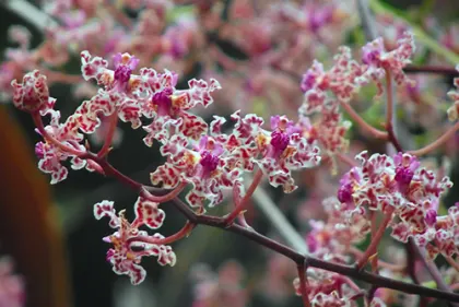 Oncidium carthagenense
