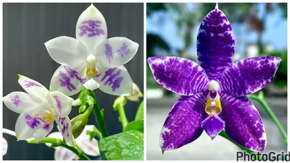 Phalaenopsis (YangYang Blue Surprise x Lioulin Blue Parrot)