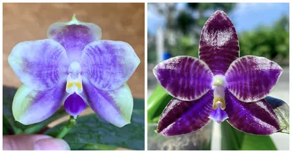 Phalaenopsis (Mituo 24 Solar Terms x YangYang Black Ludde)