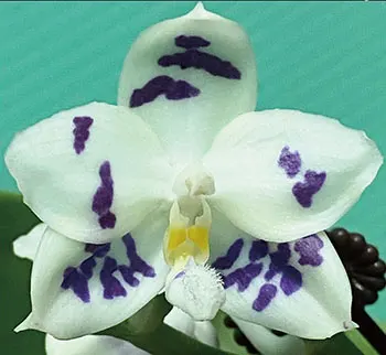 Phalaenopsis Lioulin Blue Peacock 'Prince'