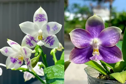 Phalaenopsis (YangYang Blue Surprise x YangYang Ever Blue)