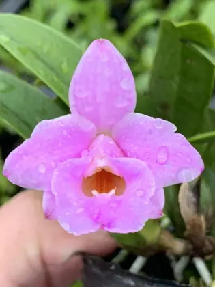 Laelia alaori escura x sib
