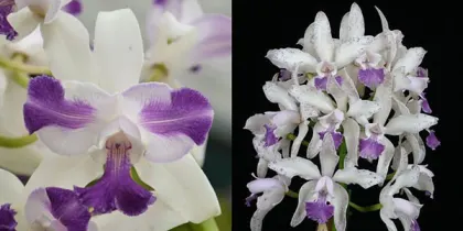 Cattleya Interglossa coerulea aquinii 'SVO' x Interglossa coerulea 'Purple Tower' BM/JOGA