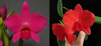 Sophrolaelia Orpetii 'Hidden Treasure 4n' AM/AOS x Sophrolaelia Mini Pet 'Giant Mini'