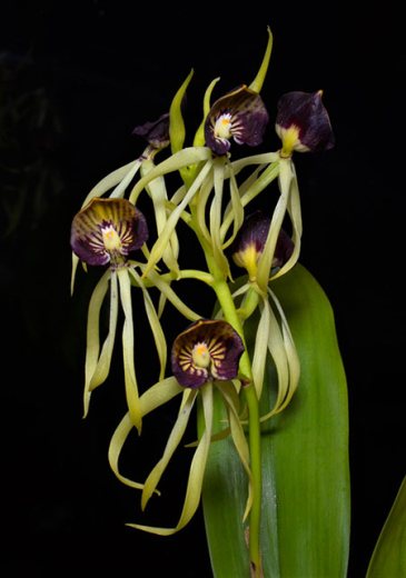 Prosthechea cochleata 'Pepe' x Prosthechea cochleata 'Jules & Elaine' AM/AOS