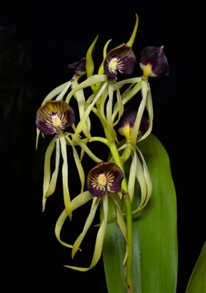 Prosthechea cochleata 'Pepe' x Prosthechea cochleata 'Jules & Elaine' AM/AOS