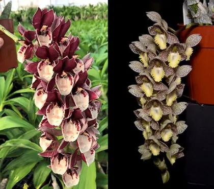Catasetum Melana Davison 'Bombshell'	 x Catasetum Denigrianum 'SVO Excellance'