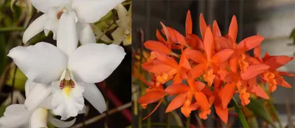 Laelia anceps 'White Wonder'	 x Laeliocattleya Trick or Treat 'Orange Magic' AM/AOS