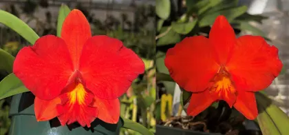 Sophrolaeliocattleya Sacramento Jewel 'SVO' x Sophrolaeliocattleya Seagulls Apricot 'Choice Morsel'