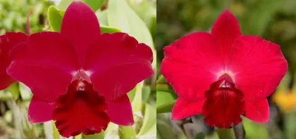 Potinara Paradise Rose 'My Valentine' x Potinara Loud Nine 'The Best'