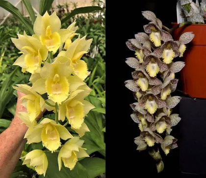 Catasetum Diana's Dots 'Spectacular' x	Catasetum Dentigrianum 'SVO Excellence'