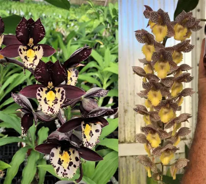 Catasetum Extravaganza 'Memorial Day' x Catasetum Dentigrianum 'SVO Cutie'