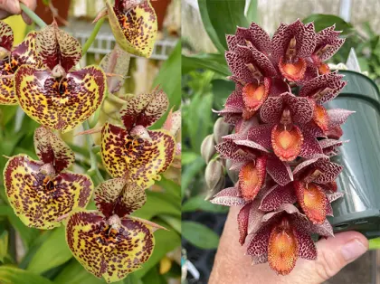 Catasetum Susan Fuchs 'Burgundy Chips' FCC/AOS x	Catasetum denticulatum 'Orange Lips'