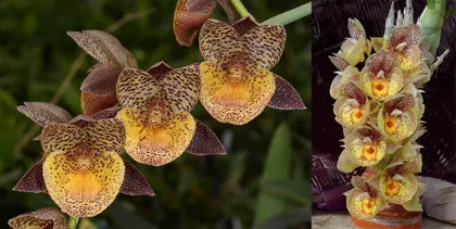 Catasetum Dragon's Glade 'Golden Scales' x Catasetum Orchidglade 'Davey Ranches' AM/AOS