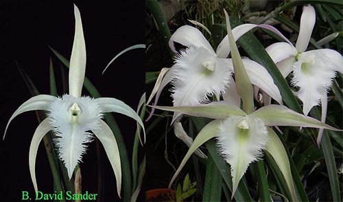 Brassavola David Sanders 'SVO' AM/AOS x Brassavola David Sanders 'Just as Nice'