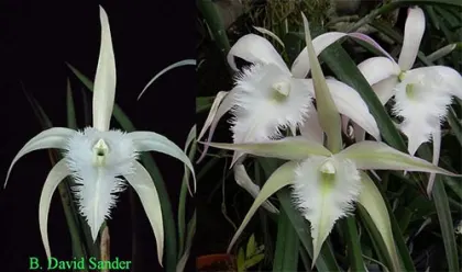 Brassavola David Sanders 'SVO' AM/AOS x Brassavola David Sanders 'Just as Nice'