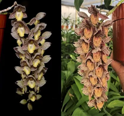 Catasetum Dentigrianum 'SVO Excellence' x	Catasetum denticulatum 'Dark Spots 42'