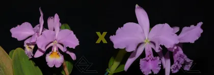 Cattleya warneri concolor ('Rosa' x 'Boa Forma')