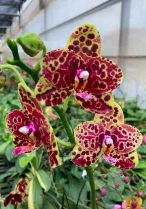 Phalaenopsis Yaphon Black Swan 'Black Anaconda'