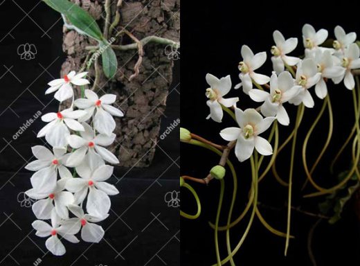 Aerangis rhodosticta x somalensis